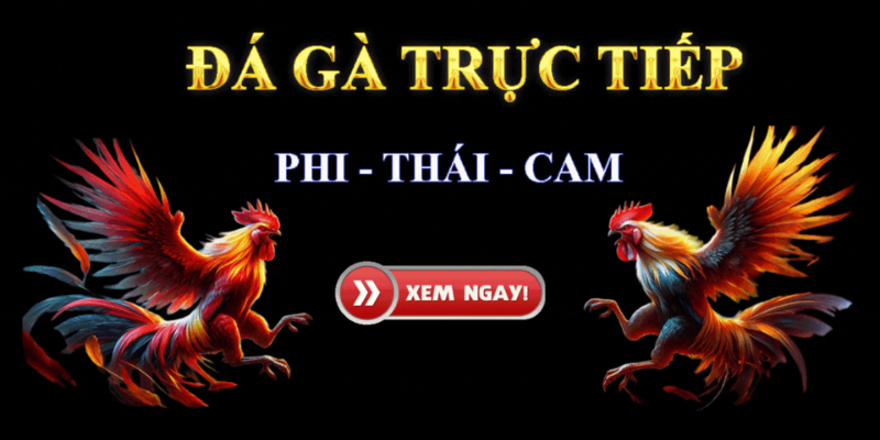 Trang web đá gà trực tiếp - Nơi tin cậy để tham gia